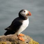 Puffin 4