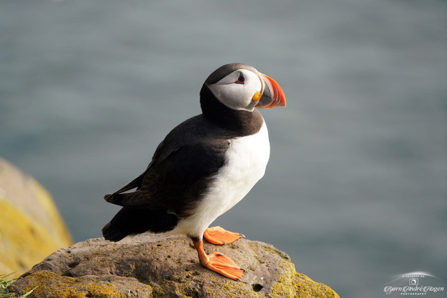 Puffin 4