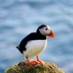 Puffin 8