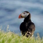 Puffin 9