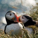 Puffin love