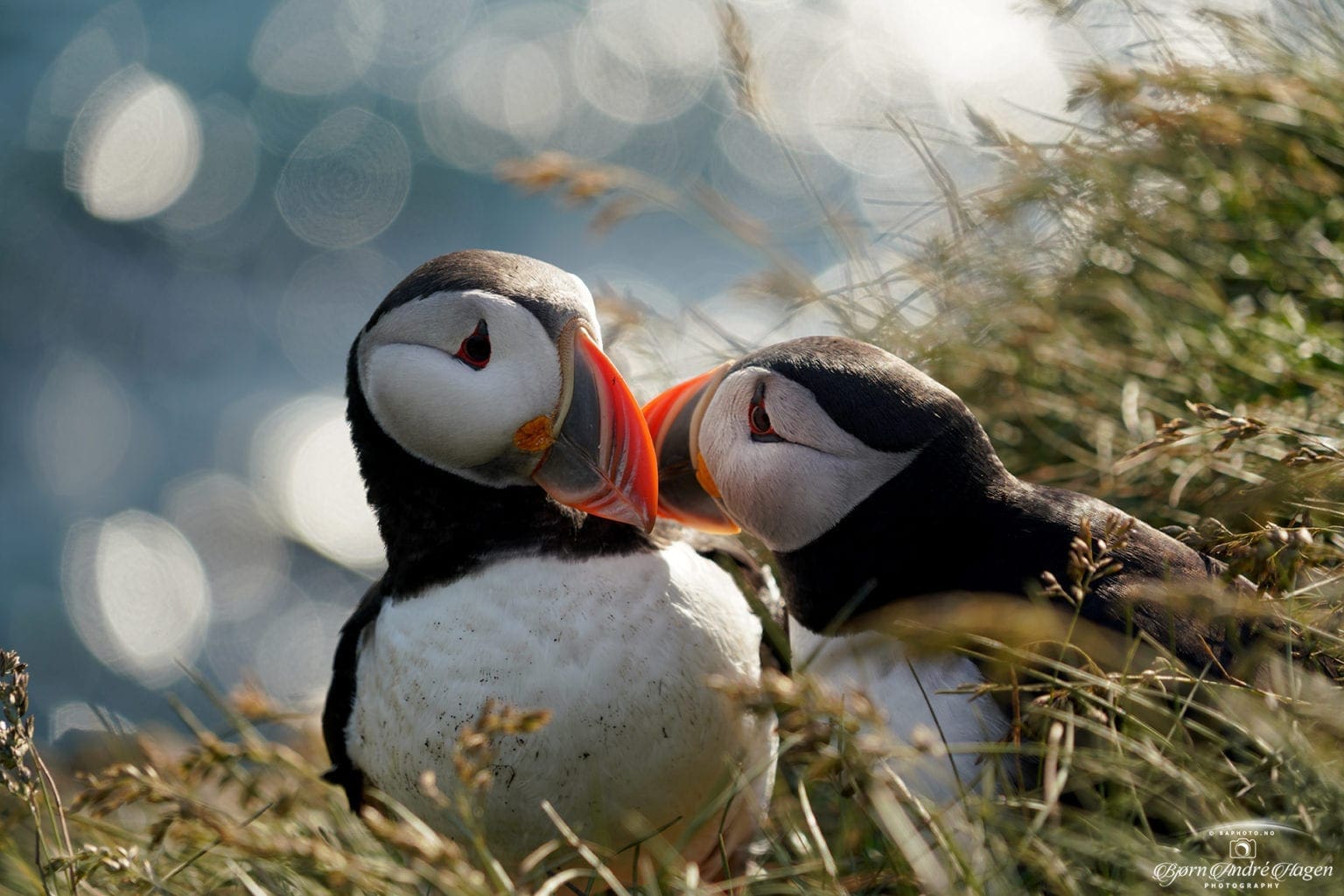 Puffin love