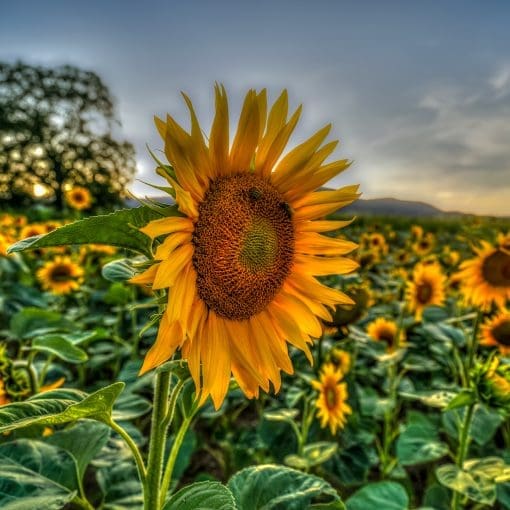 Sunflowers-France-2024