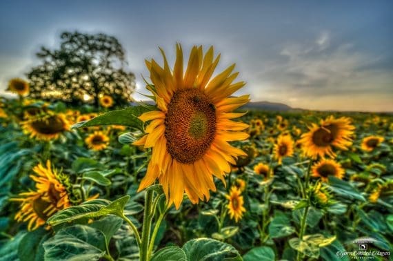 Sunflowers-France-2024