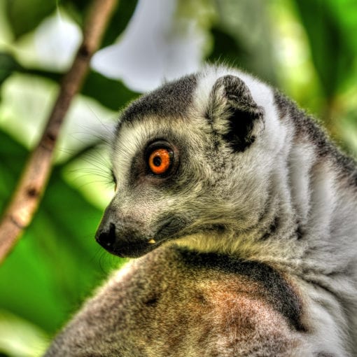 Lemur 08-2020