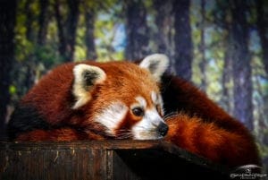 Red Panda Fall 2020