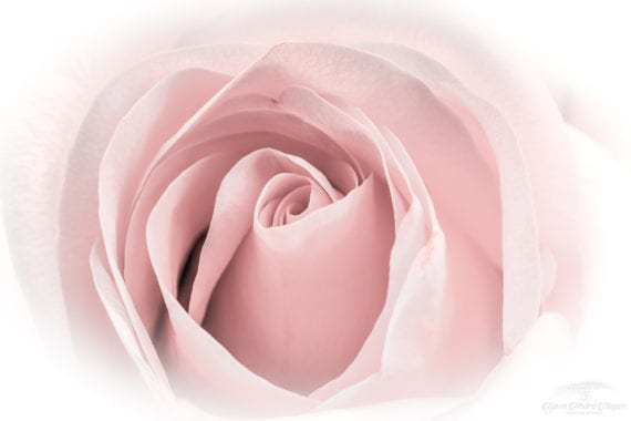 Soft Rose 1 2020