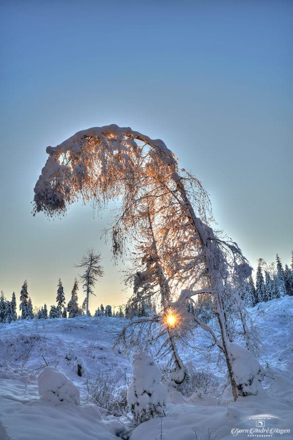 Glowing tree