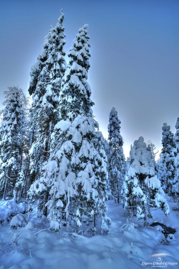 Loaded of snow