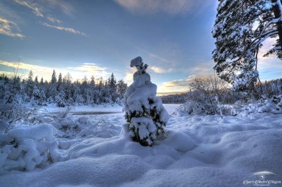 Small Winter Tree