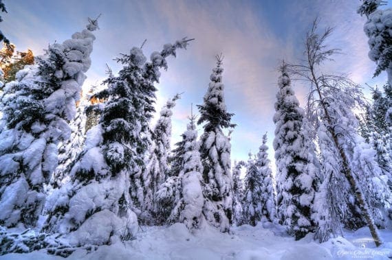 Snow trees