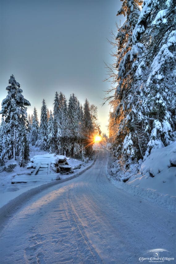 Sunset in the winter forest