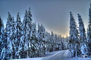 Winter forest