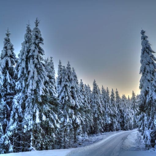 Winter forest