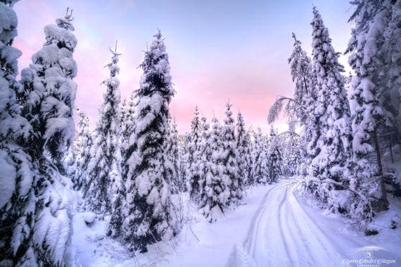 Winter forest pink sky