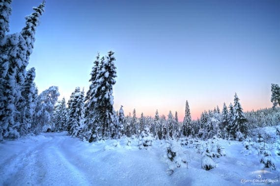 Winter landscape