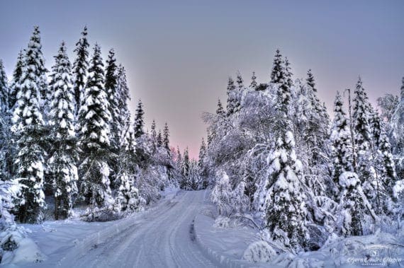 Winter road in the forest