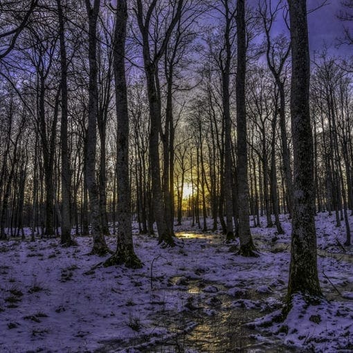 Frozen winter creek