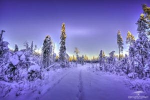 Winter tracks in sunset January 21