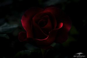 Molde Rose Low light