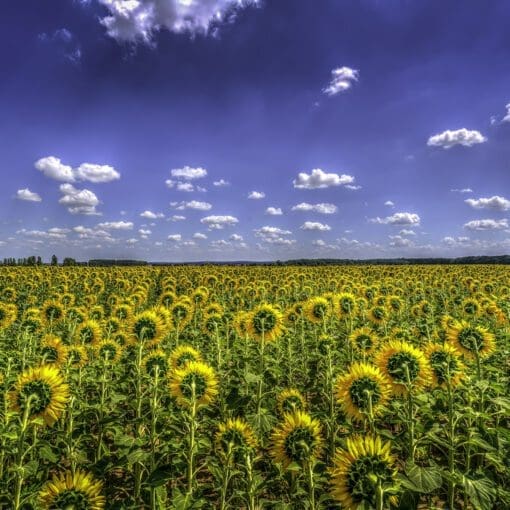 Sunflower look away