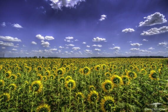 Sunflower look away