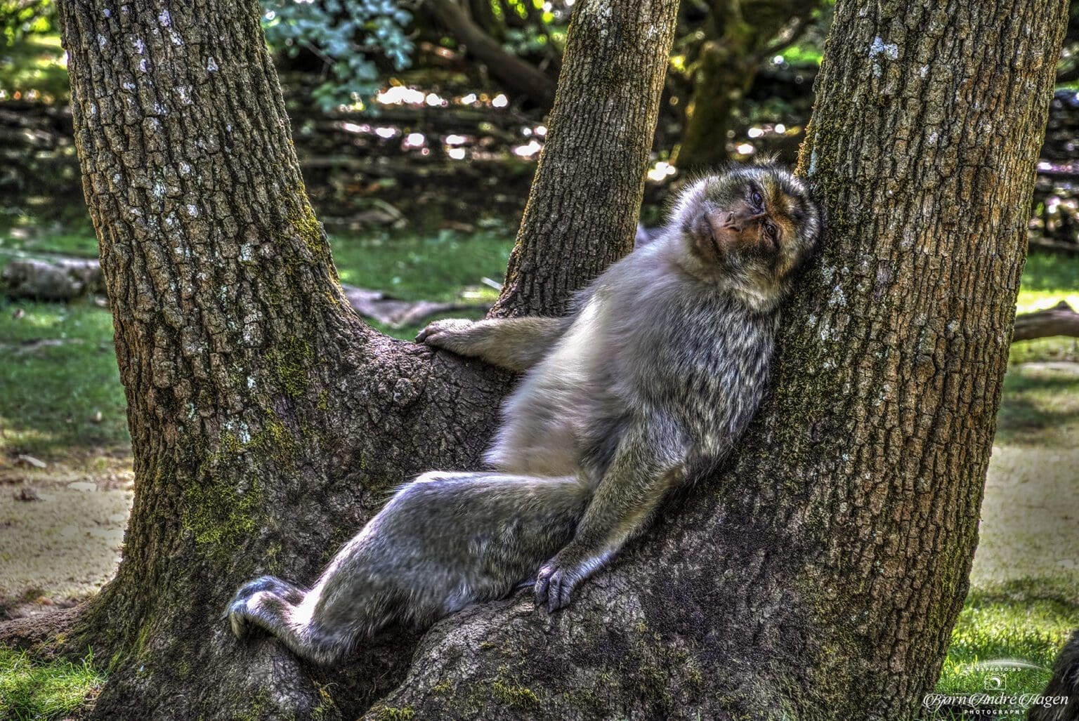 Barbary macaques France #3