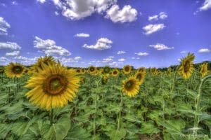 Sunflowerand bluesky France 2022