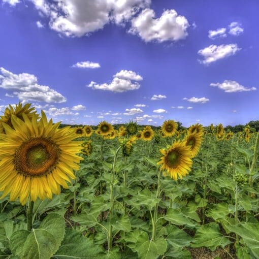 Sunflowerand bluesky France 2022