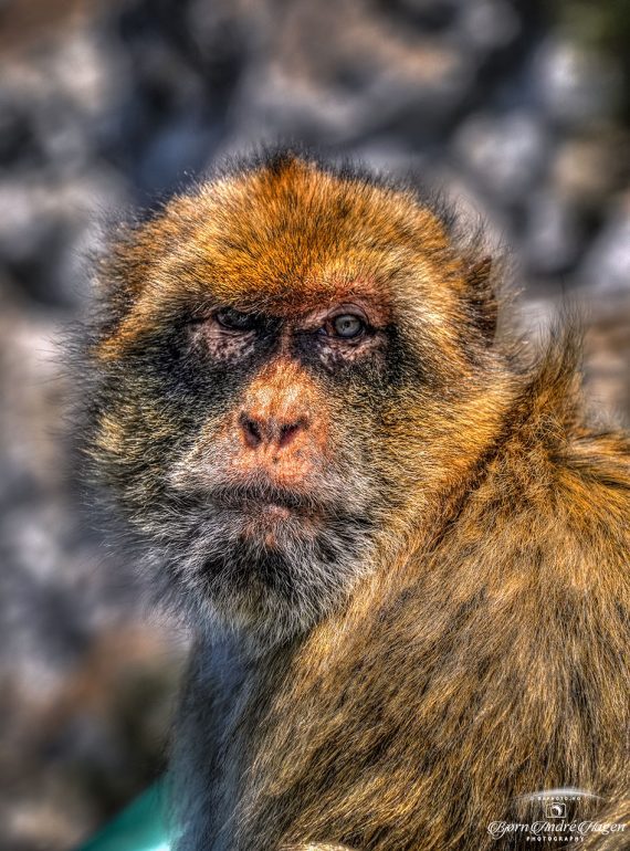 Gibraltar-Macaque-July-2023-#1
