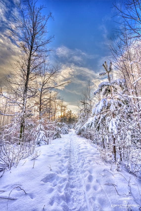 Winter_Forest_Dec26_2023-#2