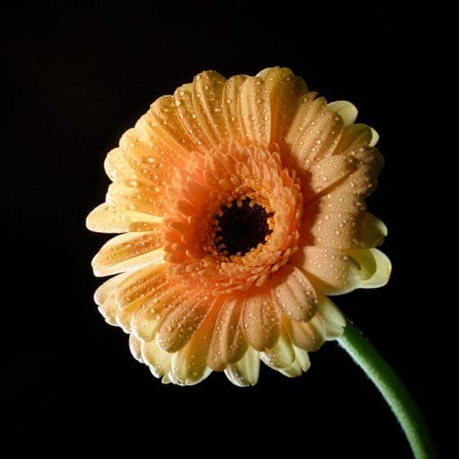 Gerbera with drops