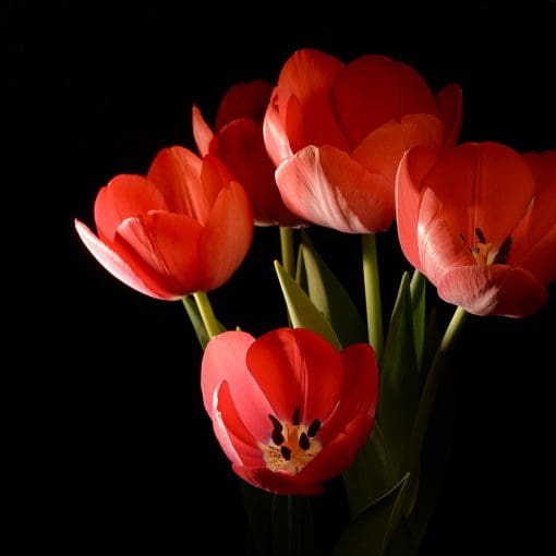 Tulips in studio-2024