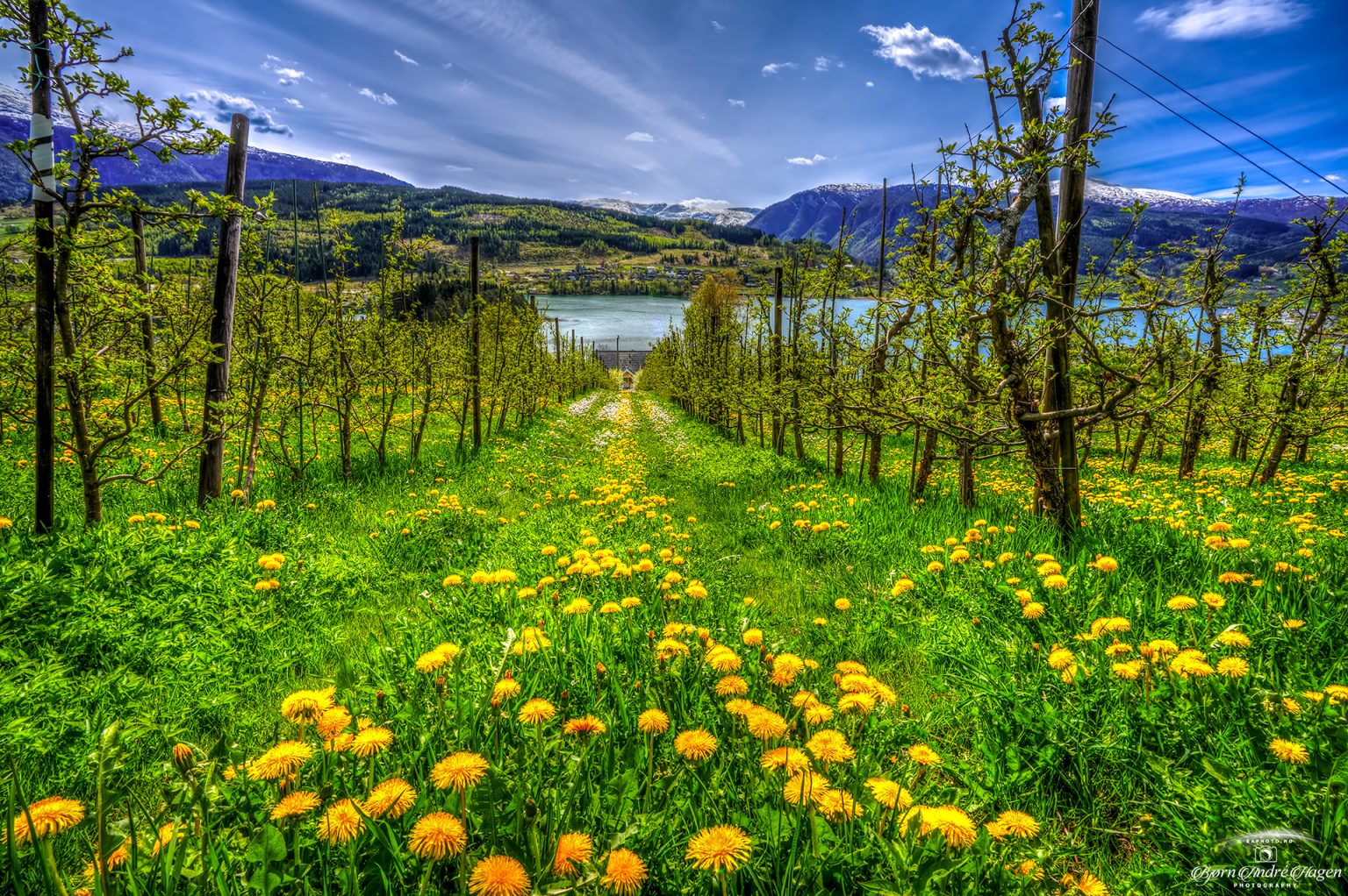 Ulvik-Fruit-trees