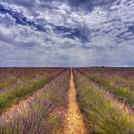 Plateau-de-Valensole-Lavender