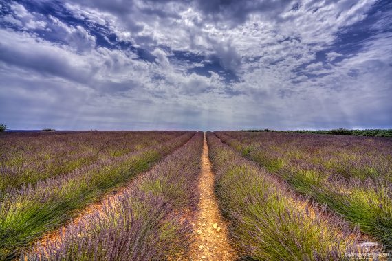 Plateau-de-Valensole-Lavender