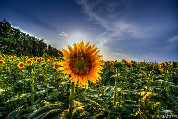 Sunflower-France-2026