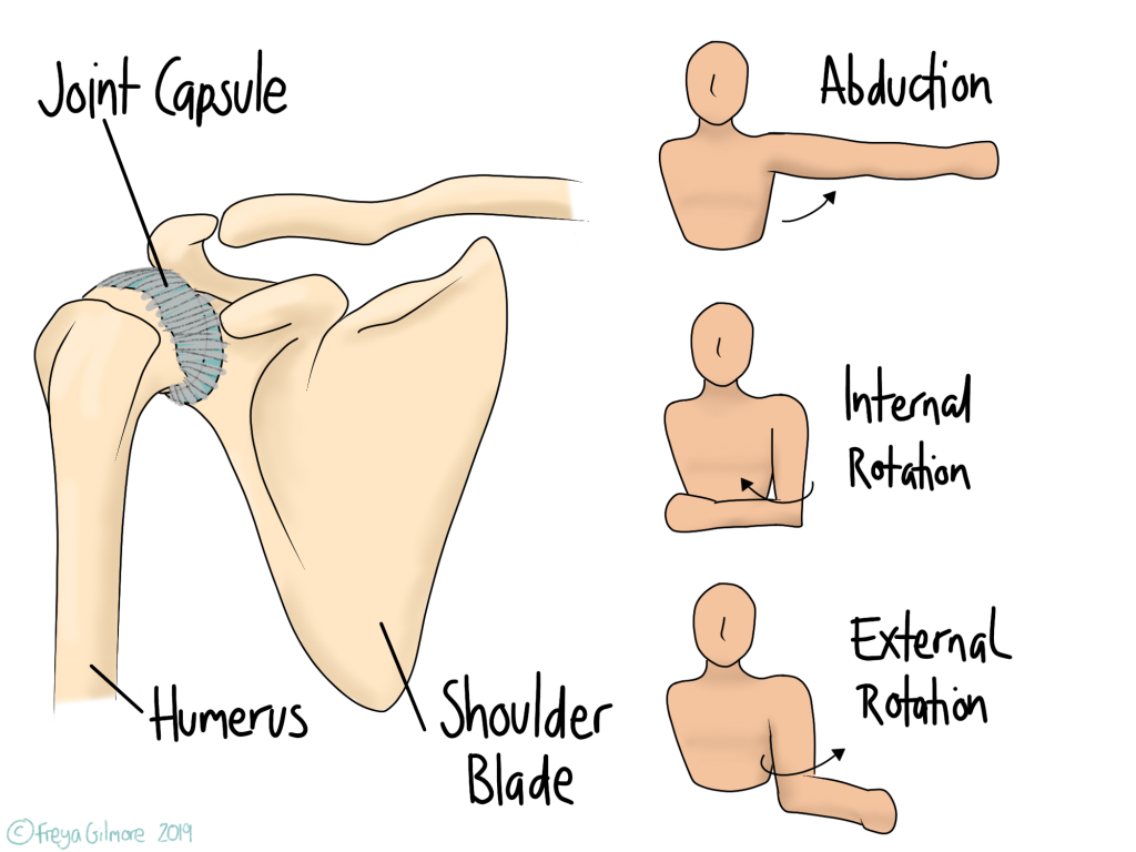 Movements affected by Frozen Shoulder