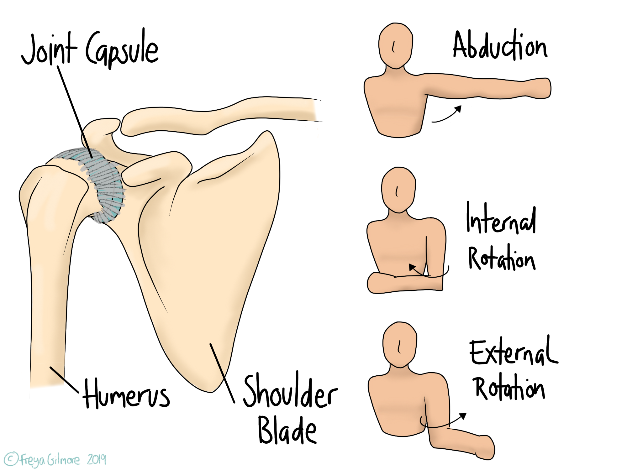 Read more about the article Frozen Shoulder Syndrome