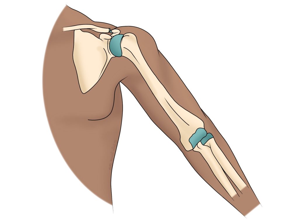 Sports Injuries: The shoulder