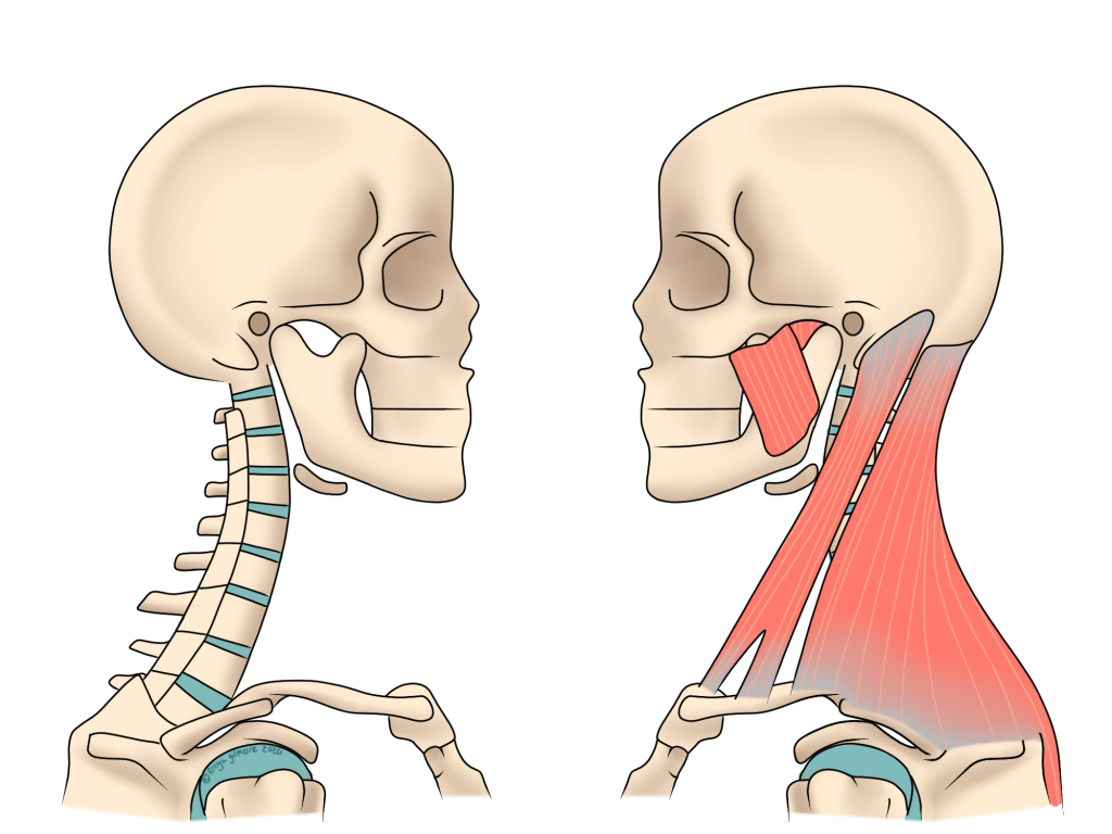 Neck anatomy