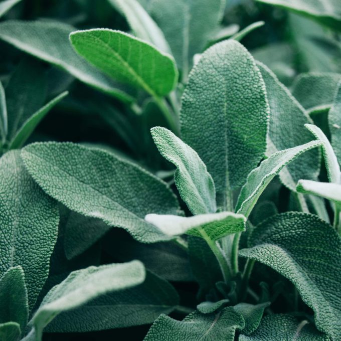 Kryddsalvia ´Berggarten´