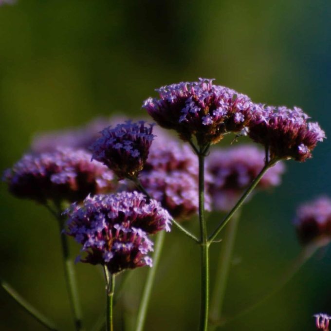 Jätteverbena 'Lollipop'