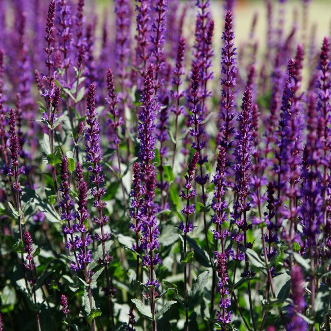 Stäppsalvia 'Caradonna'