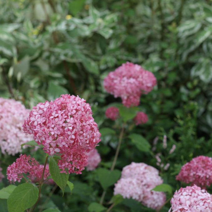 Vidjehortensia 'Invicibelle' (Pink Annabelle)