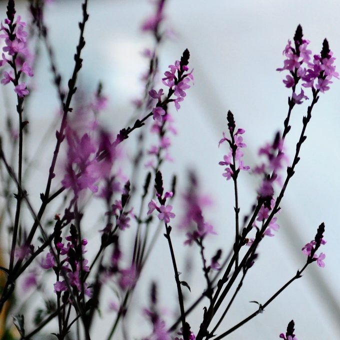 Verbena (Järnört) 'Bampton'