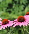 Solhatt 'Magnus'