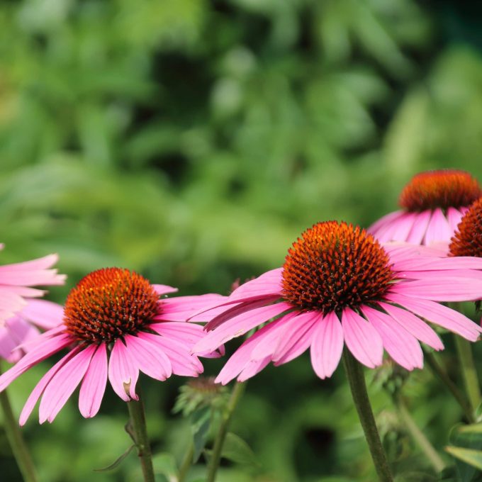 Solhatt 'Magnus'