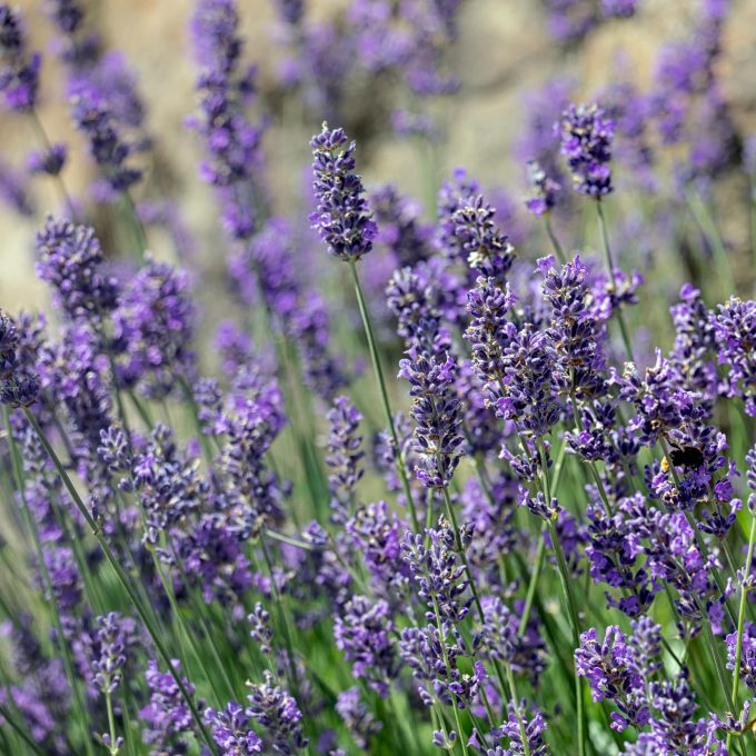 Lavendel ´Munstead'