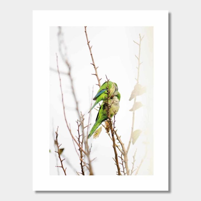 Poster Kära Parakiter #2